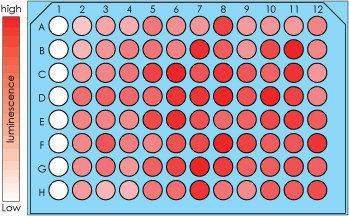 Gene Expression