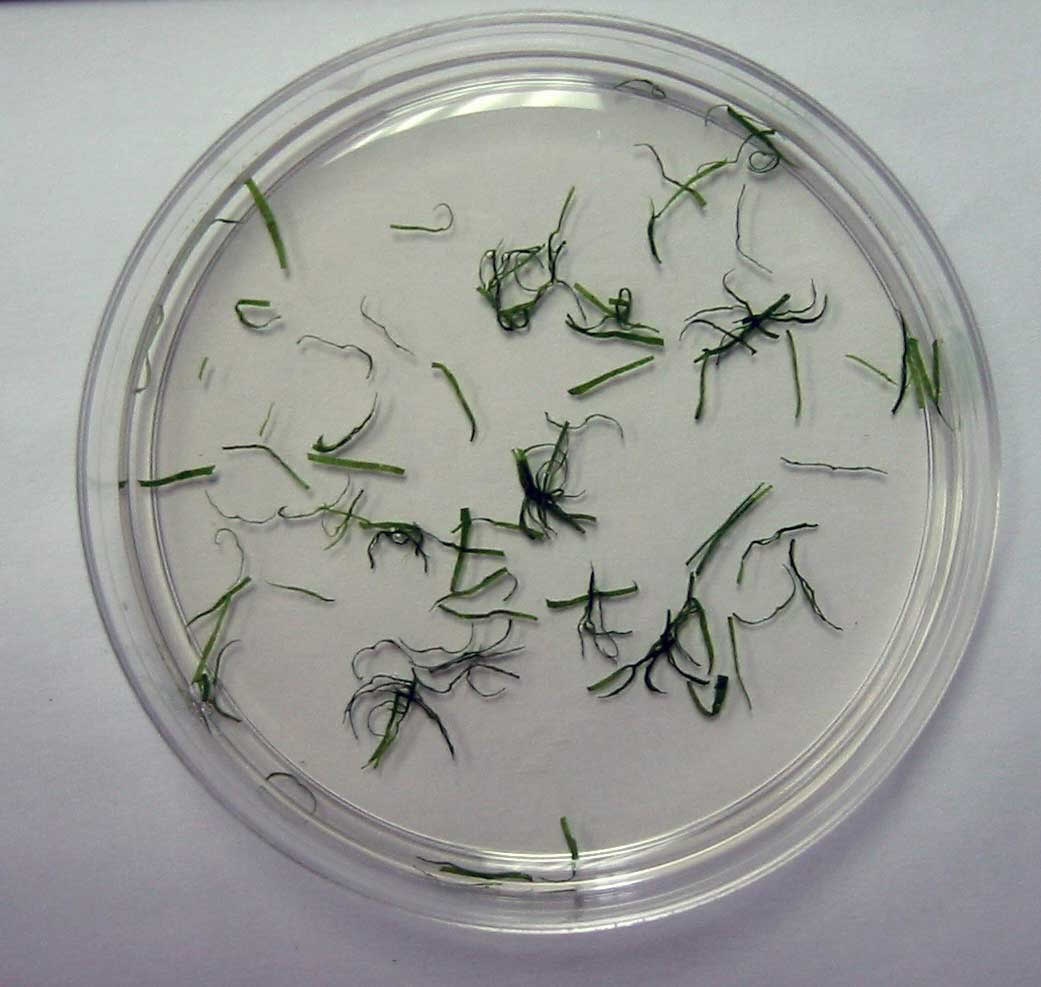 PreDigestion