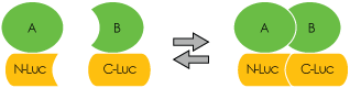 Protein interaction