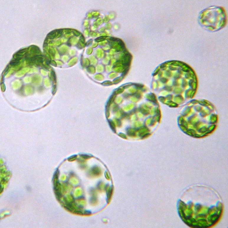 Protoplast